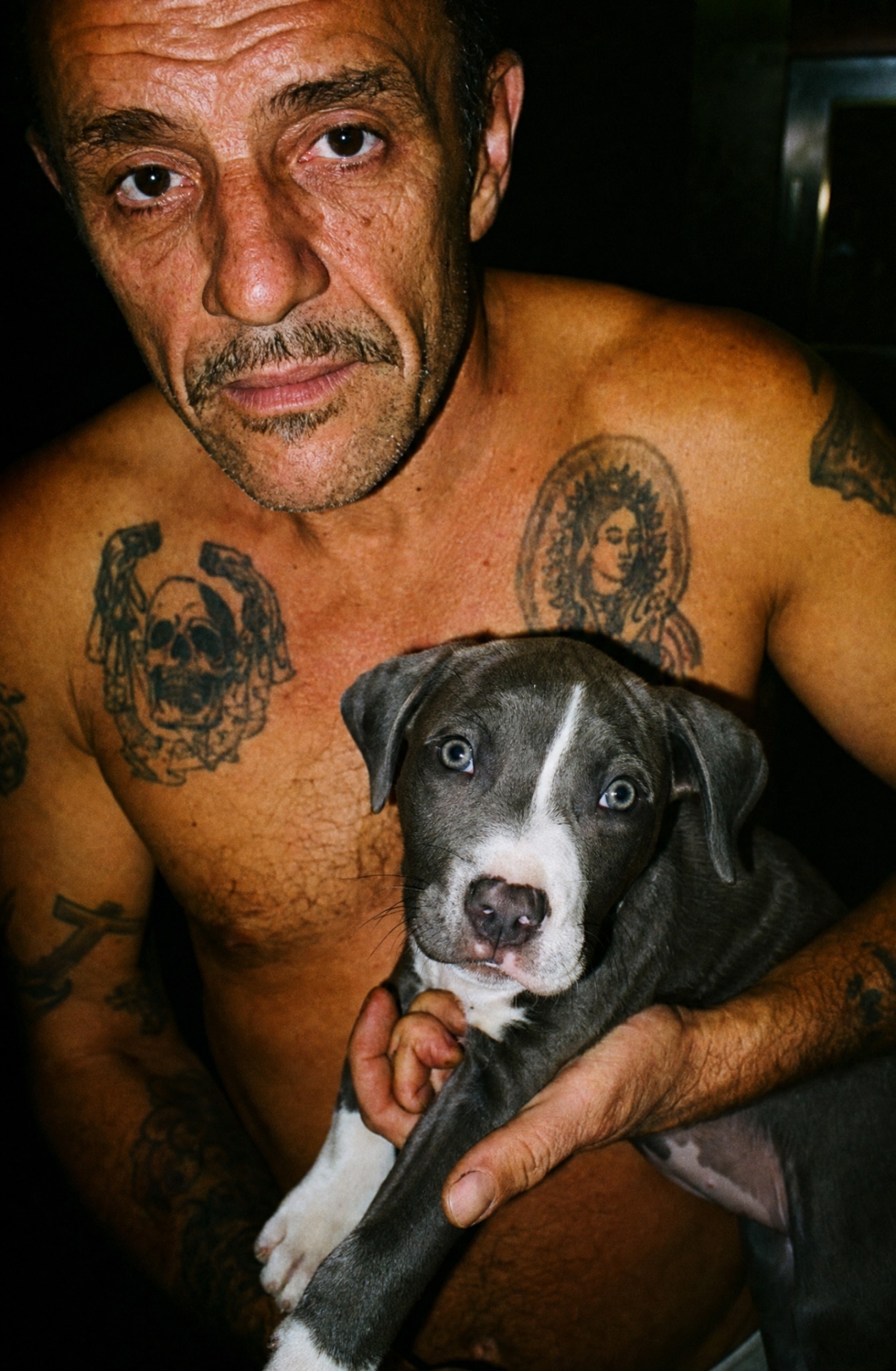 PEDIGREE